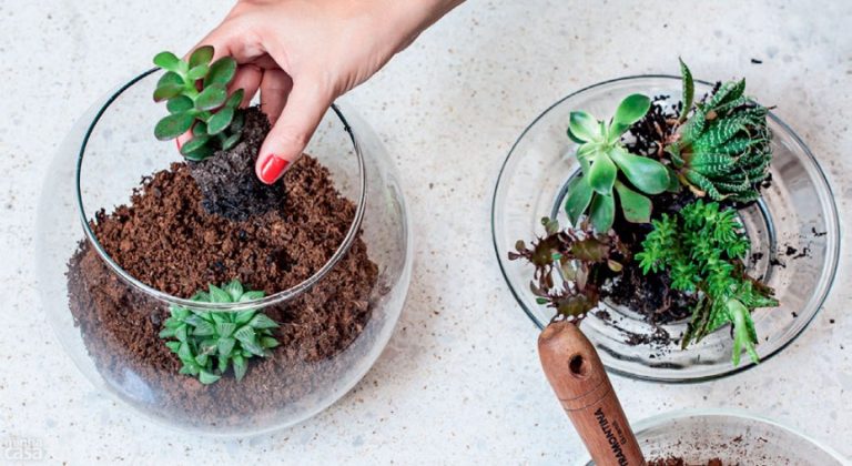 Terrário: Como Fazer Em Casa